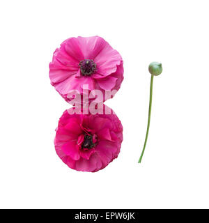 Two pink ranunculus flowers isolated on white. Stock Photo