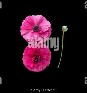 Two pink ranunculus flowers isolated on black. Stock Photo