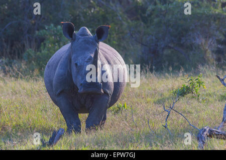 Alert rhino in the bush in the early morning light Stock Photo