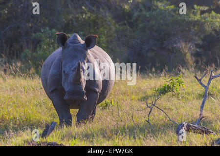 Rhino in the bush on the left in the early morning light Stock Photo