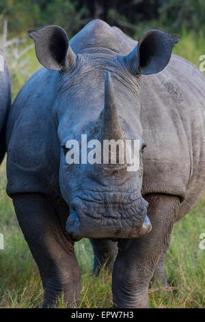 Alert rhino portrait in the early morning light Stock Photo