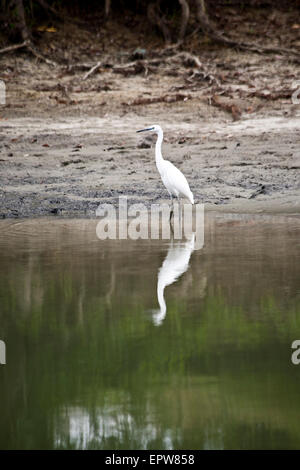 A Little Egret in the Danube Delta in Romania Stock Photo