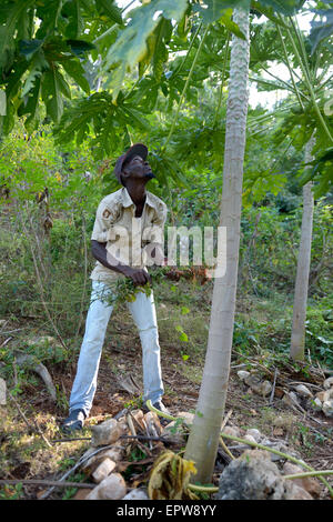 Young farmer tending to a papaya tree (Carica papaya), Riviere Froide, Ouest Department, Haiti Stock Photo