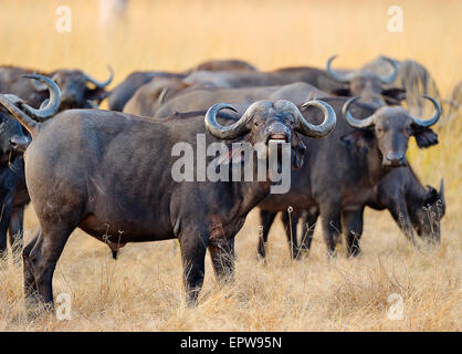African Buffaloes or Cape Buffaloes (Syncerus caffer), herd standing in the tall grass, flehnt Bulle, morning light Stock Photo