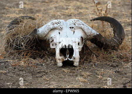 Buffalo skull, African Buffaloes or Cape Buffaloes (Syncerus caffer), South Luangwa National Park, Zambia Stock Photo