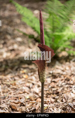 Amorphophallus Konjac, South Carolina Botanical Gardens, Clemson, South Carolina, USA Stock Photo