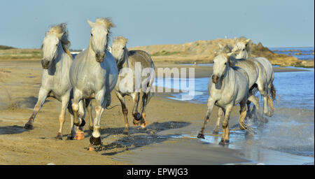 White horses of Camargue running through water. France Stock Photo