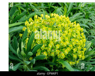 Euphorbia characias wulfenii flower head Stock Photo