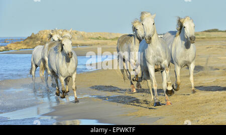 White horses of Camargue running through water. France Stock Photo