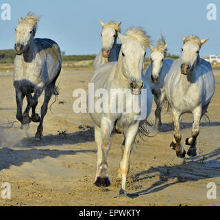 White horses of Camargue running through water. France Stock Photo