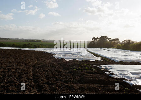 Agricultural fleece covering a potato crop, Bawdsey, Suffolk, UK. Stock Photo