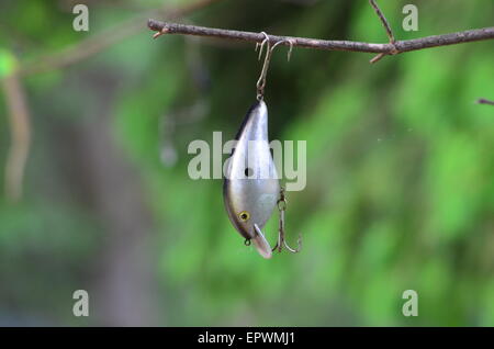 Fishing hung in tree branch hi-res stock photography and images