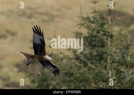Red Kite in flight against a backdrop of green hills and fir trees Stock Photo
