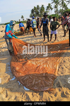 Traditional fishing catch landed in net Nilavelli beach , near Trincomalee, Eastern province, Sri Lanka, Asia Stock Photo