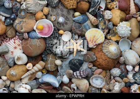 Pebbles, shells and starfish pattern from above. Stock Photo