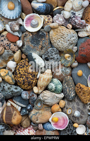Shells of limpets and periwinkles on pebble beach Stock Photo - Alamy