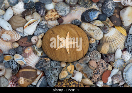 Pebbles, shells and starfish pattern from above. Stock Photo