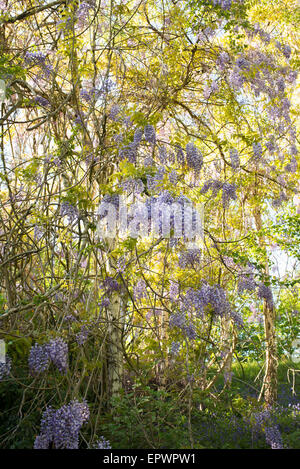 Flowering Wisteria floribunda amongst silver birch trees in spring. RHS Wisley Gardens, UK Stock Photo