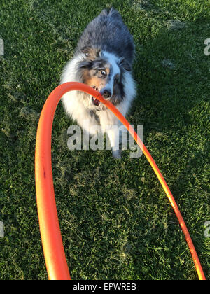 Shetland sheep dog, or Sheltie playing with hula hoop. Stock Photo