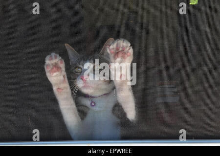 Cat behind screen door. Stock Photo