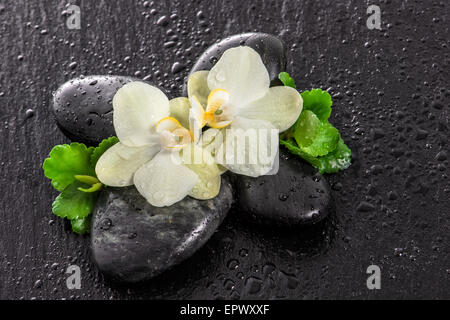 Orchid flowers and green leaves on black background. Spa concept with stones and water drops Stock Photo