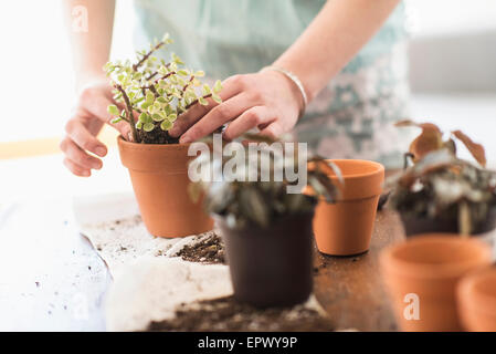 Woman repotting flowers Stock Photo