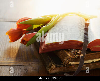 Close up of Bible and tulips in sunlight Stock Photo