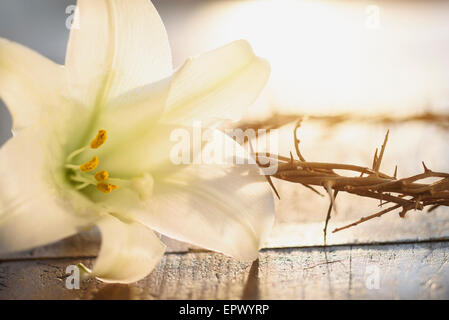 Close up of crown of thorns and lily flower Stock Photo