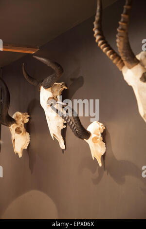 Buck skeleton heads and horns hung on dark gray wall in entrance hall in South African home Stock Photo