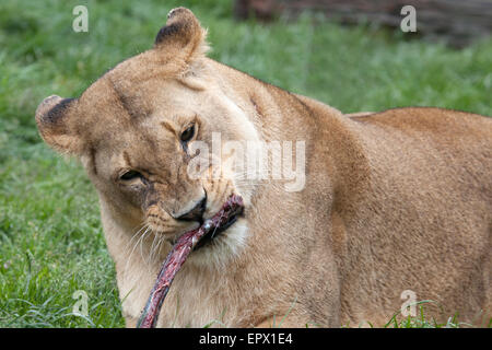 A landscape view of an African Lioness eating meat Stock Photo