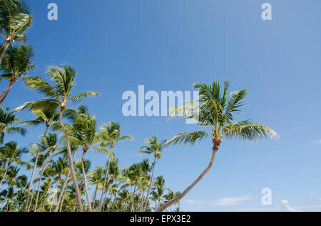 Dominican Republic, Punta Cana, Low-angle view of palm trees Stock Photo