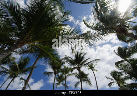 Dominican Republic, Punta Cana, Low-angle view of palm trees Stock Photo