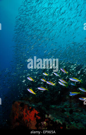 Blue and Yellow Fusilier fish (Caesio teres), underwater photography. Seychelles. Stock Photo