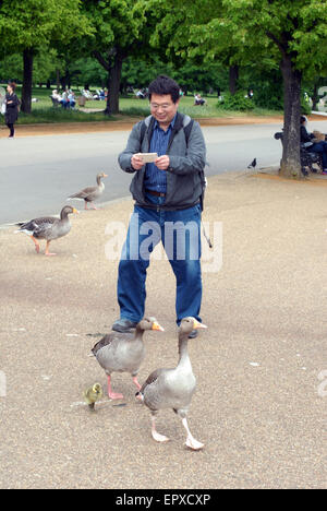 London, UK. 22nd May, 2015. pair of Canada geese in Hyde Park parade their single gosling on the banks of the Serpentine. Credit:  JOHNNY ARMSTEAD/Alamy Live News Stock Photo