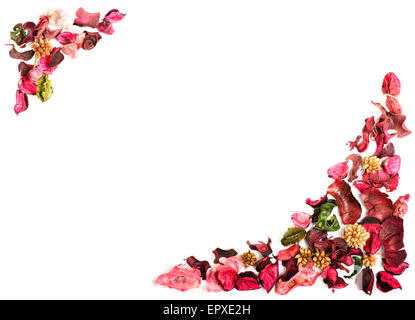 Pink dry flowers on a white background Stock Photo