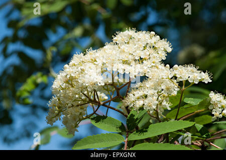 Rowan tree in bloom. Cluster of rowan tree flowers of white color amidst the green leaves and clear blue sky in the background. Stock Photo