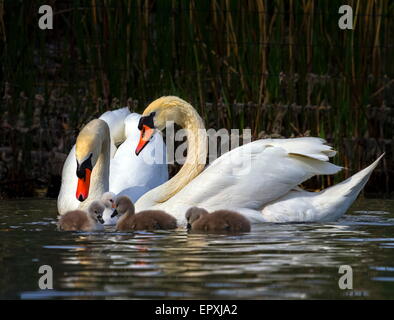 Mute swan, cygnus olor, parents and babies floating on water Stock Photo