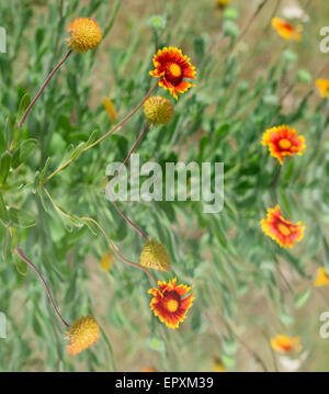 Flower waves as a summer motley background. Stock Photo