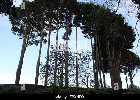 trees silhouetted against sky in penzance cemetery Stock Photo
