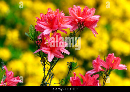 Pink Rhododendron mollis Stock Photo