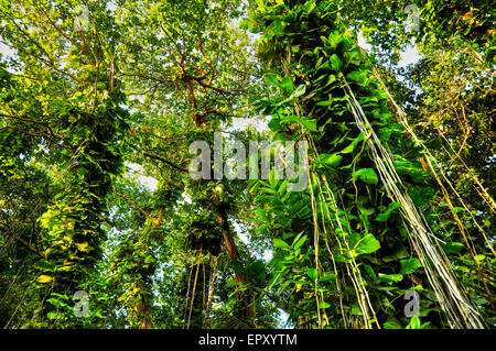 Pristine jungle with lush foliage in the Veuve Nature Reserve, La Digue Island, Seychelles Stock Photo