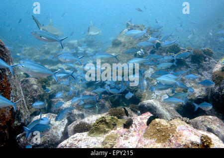 School of fusiliers fish swimming Stock Photo