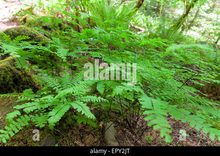 Maidenhair Ferns in Columbia River Gorge National Scenic Forest in Spring Stock Photo
