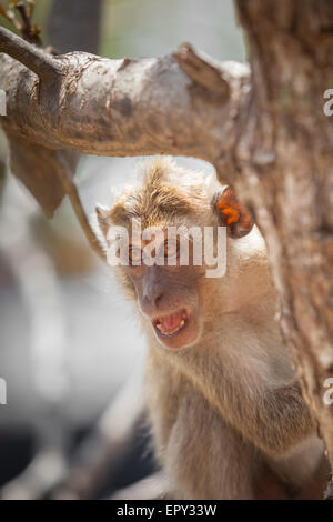 A long-tailed macaque (Macaca fascicularis, crab-eating macaque) on a mangrove tree in Loh Buaya, Rinca Island, Komodo National Park, Indonesia. Stock Photo