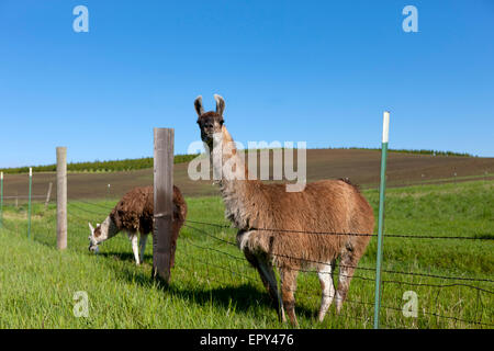 Two Llamas grazing by the fence near Potlach, Idaho. Stock Photo