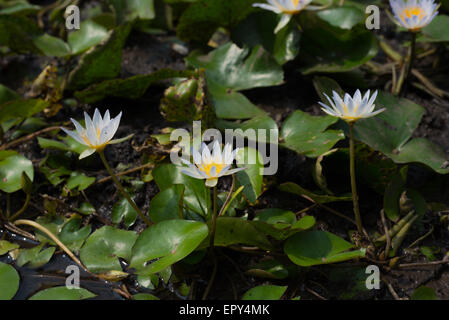 European white water lily (Nymphaea alba), also kown as 'white lotus' at Bogor Botanical Garden, West Java, Indonesia. Stock Photo
