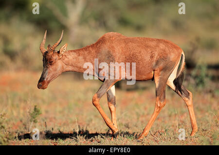 Rare tsessebe antelope (Damaliscus lunatus) in natural habitat, South Africa Stock Photo