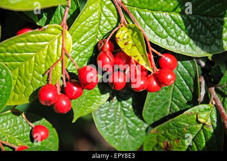 Red autumn berries on a cotoneaster plant. Stock Photo