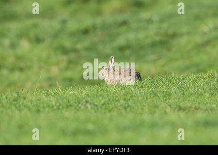 Rabbit (Oryctolagus cuniculus). Adult feeding in open pasture. Stock Photo