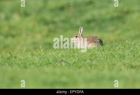 Rabbit (Oryctolagus cuniculus). Adult, feeding in open pasture Stock Photo